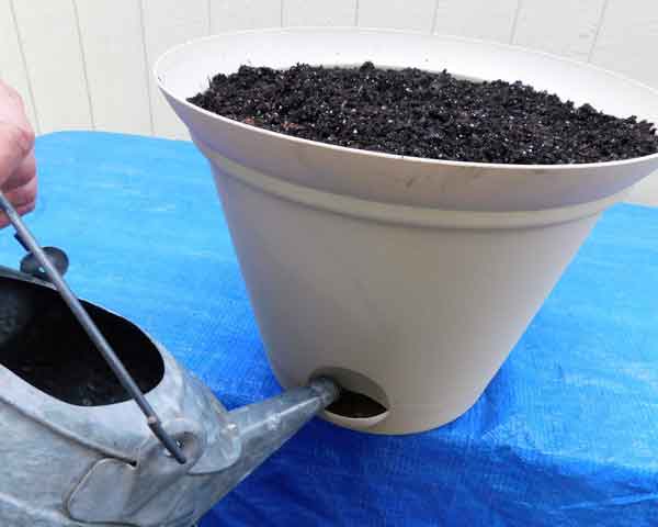 Self-watering Container
