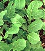 Ethopian cabbage